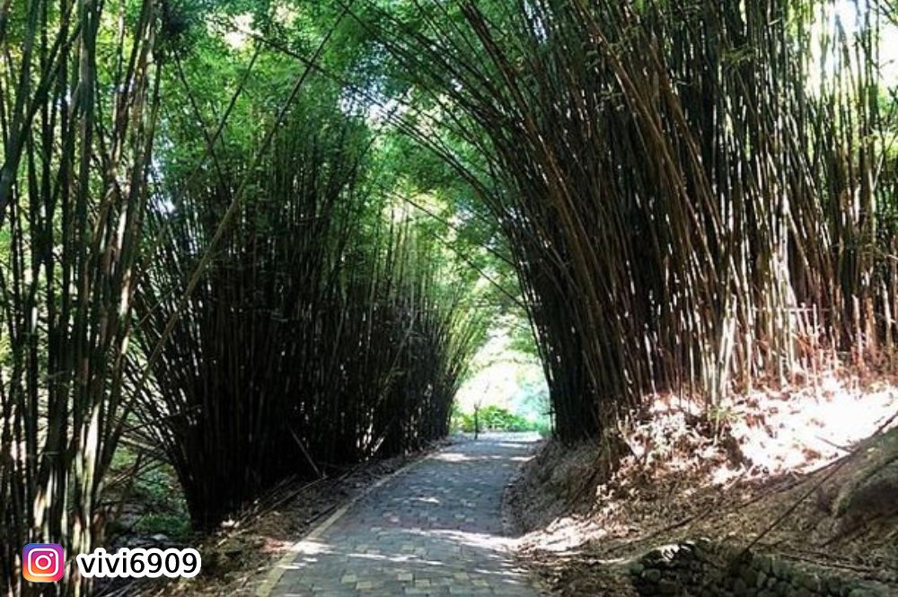 新北 茶山步道絕美竹林 石門洞海景 百年梯田秘境 富貴角燈塔步道1日 21tn813fld T 台北 雄獅旅遊