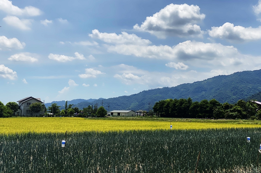 三星蔥,拔蔥體驗,蔥油餅