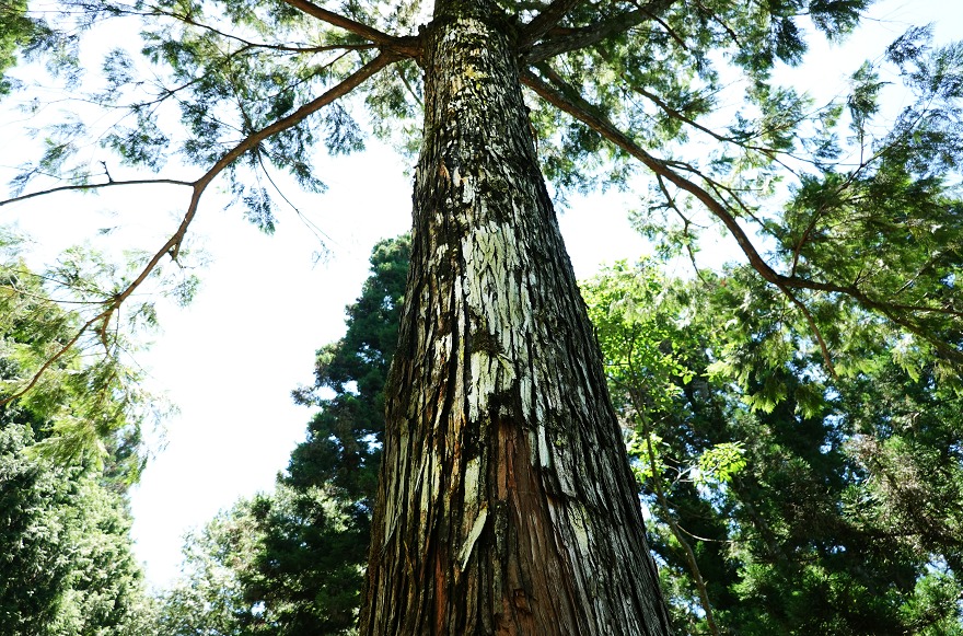 太平山森林遊樂區,森林蹦蹦車,翠峰湖,台灣山毛櫸,鳩之澤,森林步道