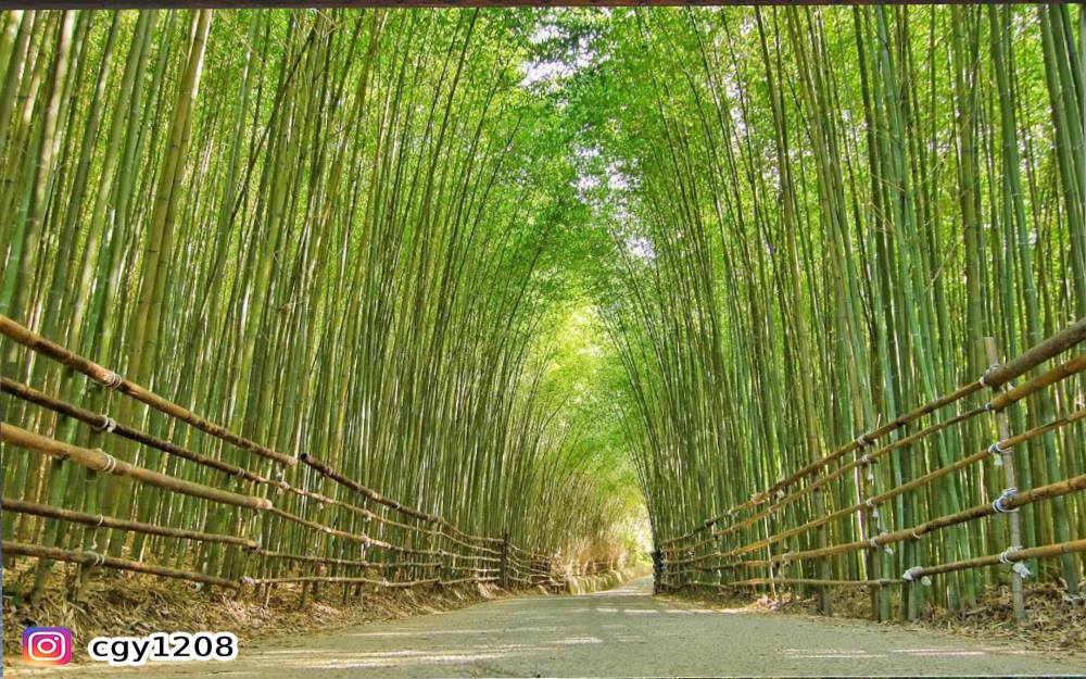 烏嘎彥竹林,泰安,台版嵐山竹林,竹林之道