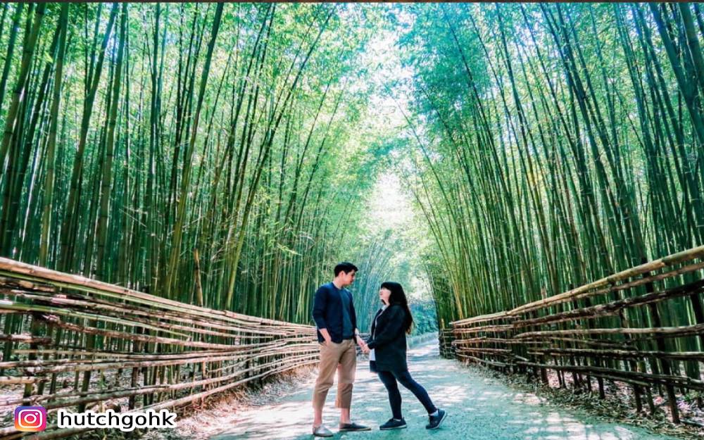 烏嘎彥竹林,泰安,台版嵐山竹林,竹林之道