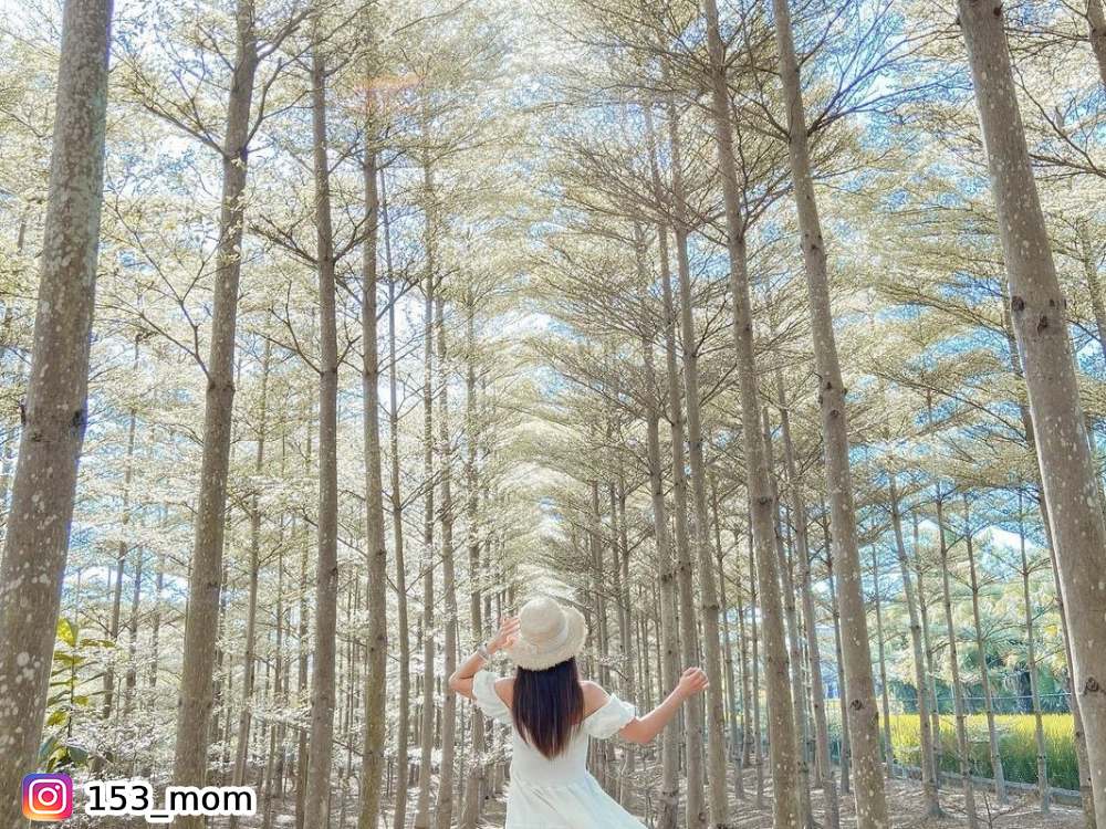 小葉欖仁森林,彰化田尾,打卡景點,韓劇場景,季節限定