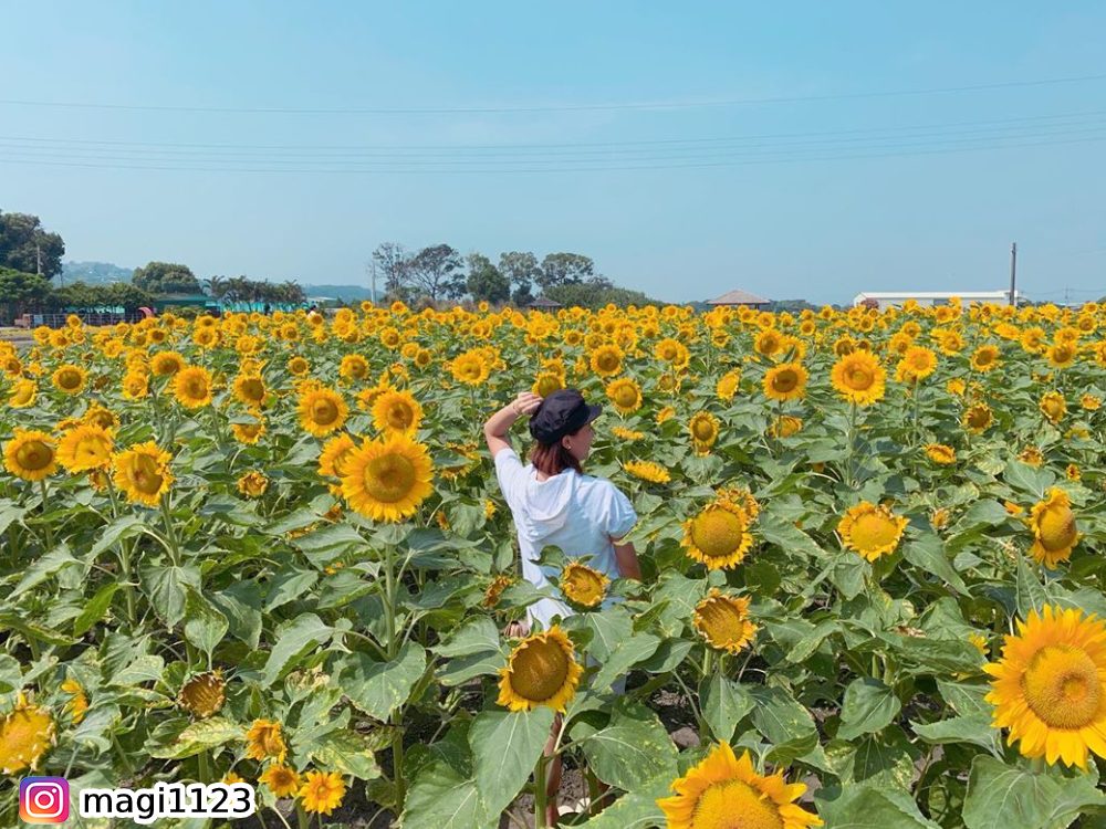向日葵,花季,賞花,中社花海,中社觀光花市