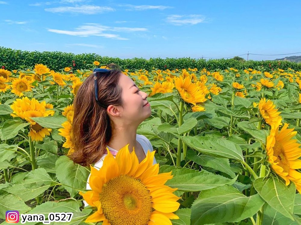 向日葵,花季,賞花,中社花海,中社觀光花市