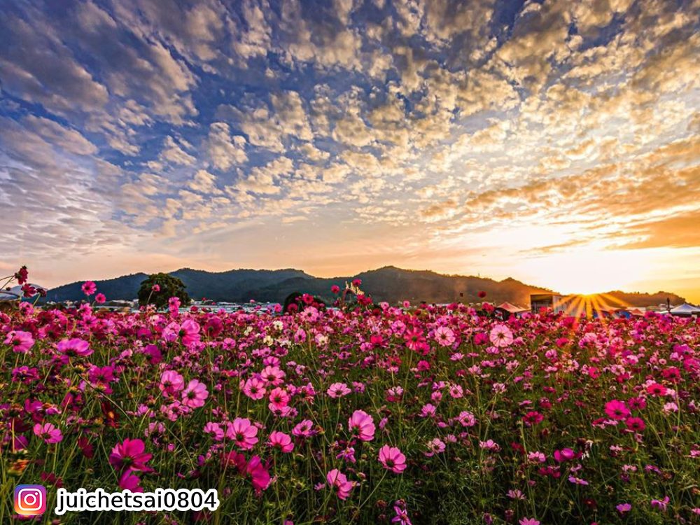 向日葵,花季,賞花,新社花海