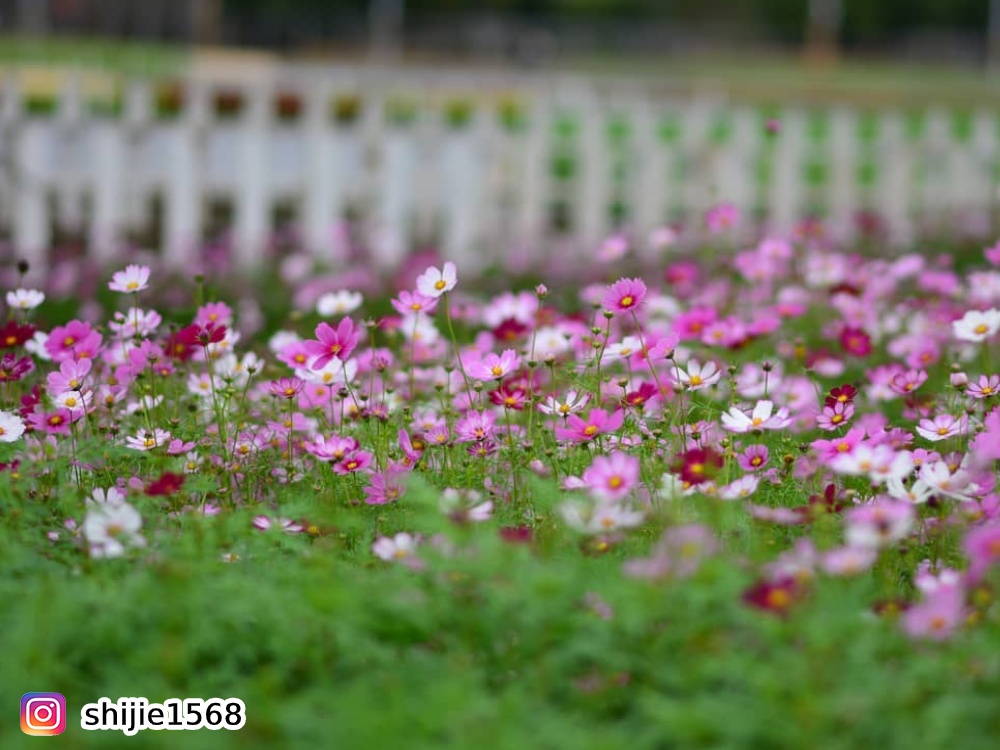 向日葵,花季,賞花,新社花海