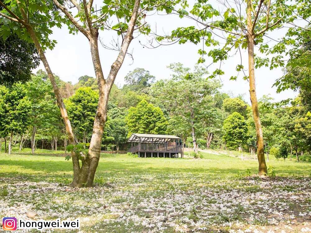 雲林古坑荷苞山桐花公園,賞桐花,花季