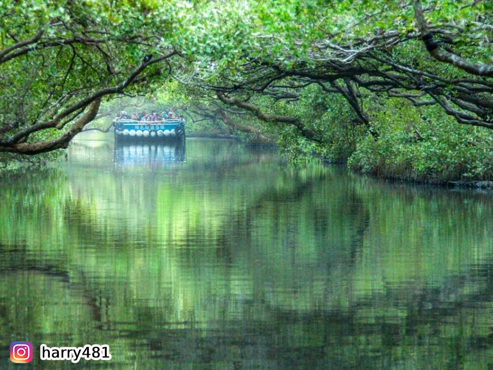 四草綠色隧道,台版亞馬遜,台江,船票,紅樹林