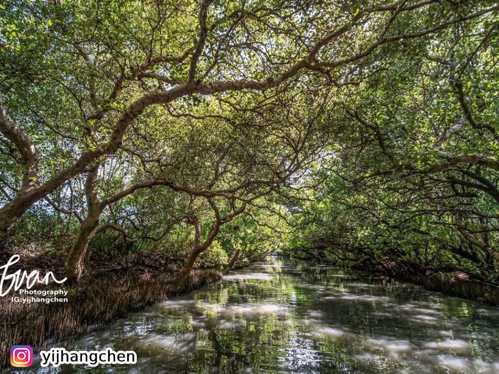 四草綠色隧道,台版亞馬遜,台江,船票,紅樹林