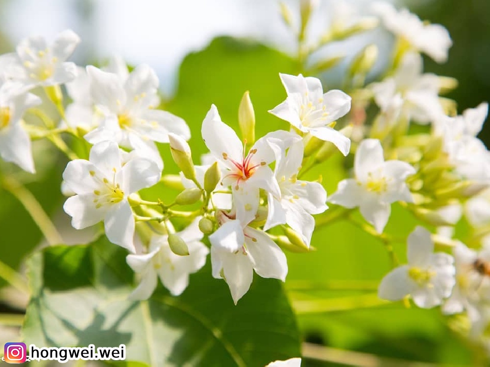 油桐花,賞桐花,花季