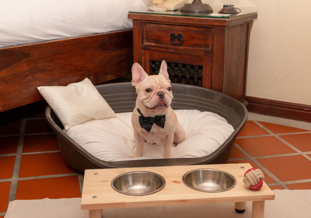 寵物,毛小孩,花蓮飯店,花蓮理想大地