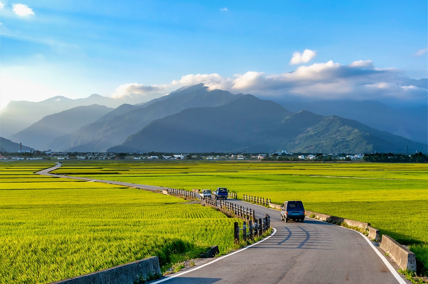 池上伯朗大道,金城武樹,台東景點