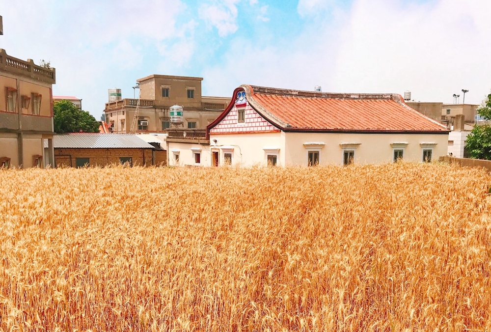 金門,春遊,小麥田