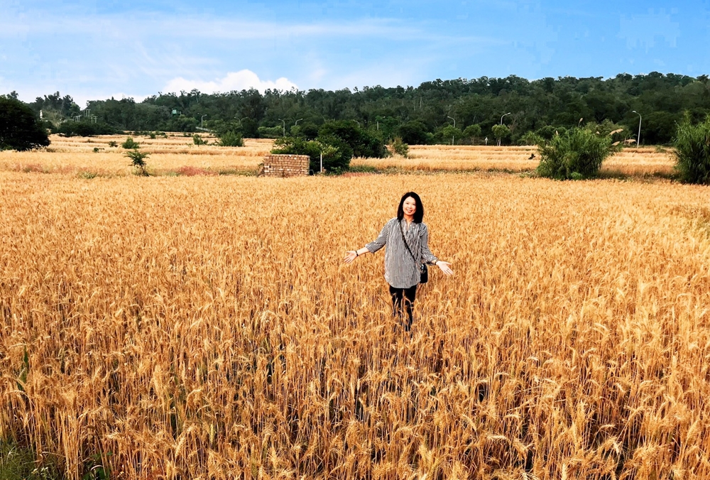 金門,春遊,小麥田