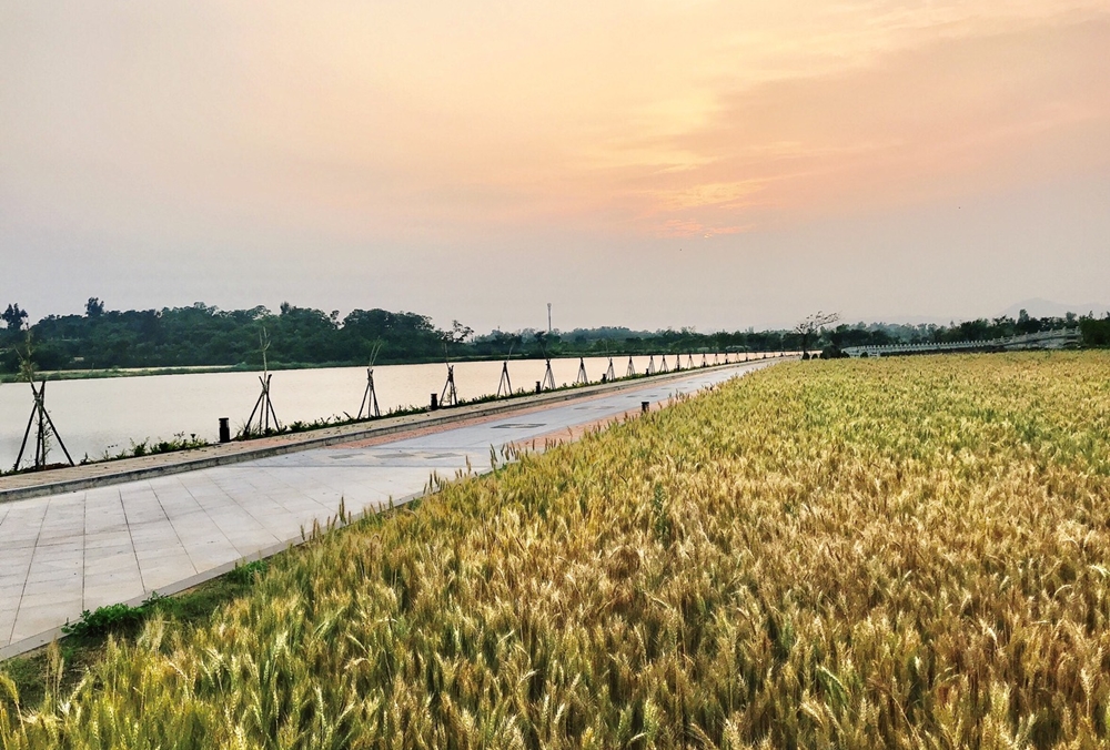金門,春遊,小麥田