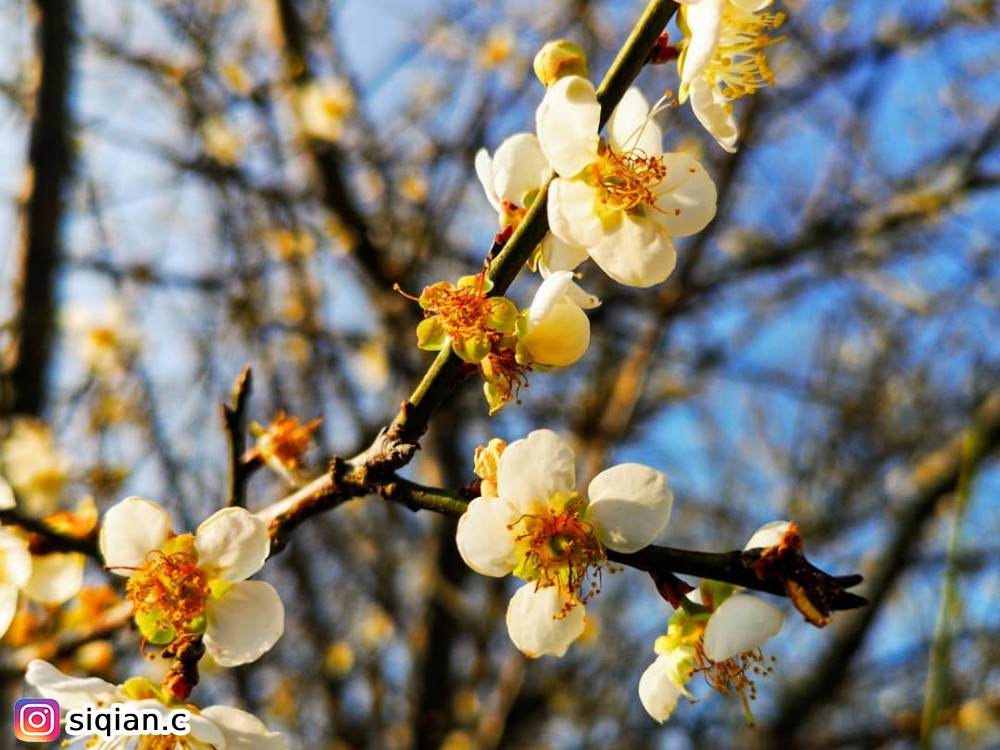 梅花,花季,雲林梅林公園
