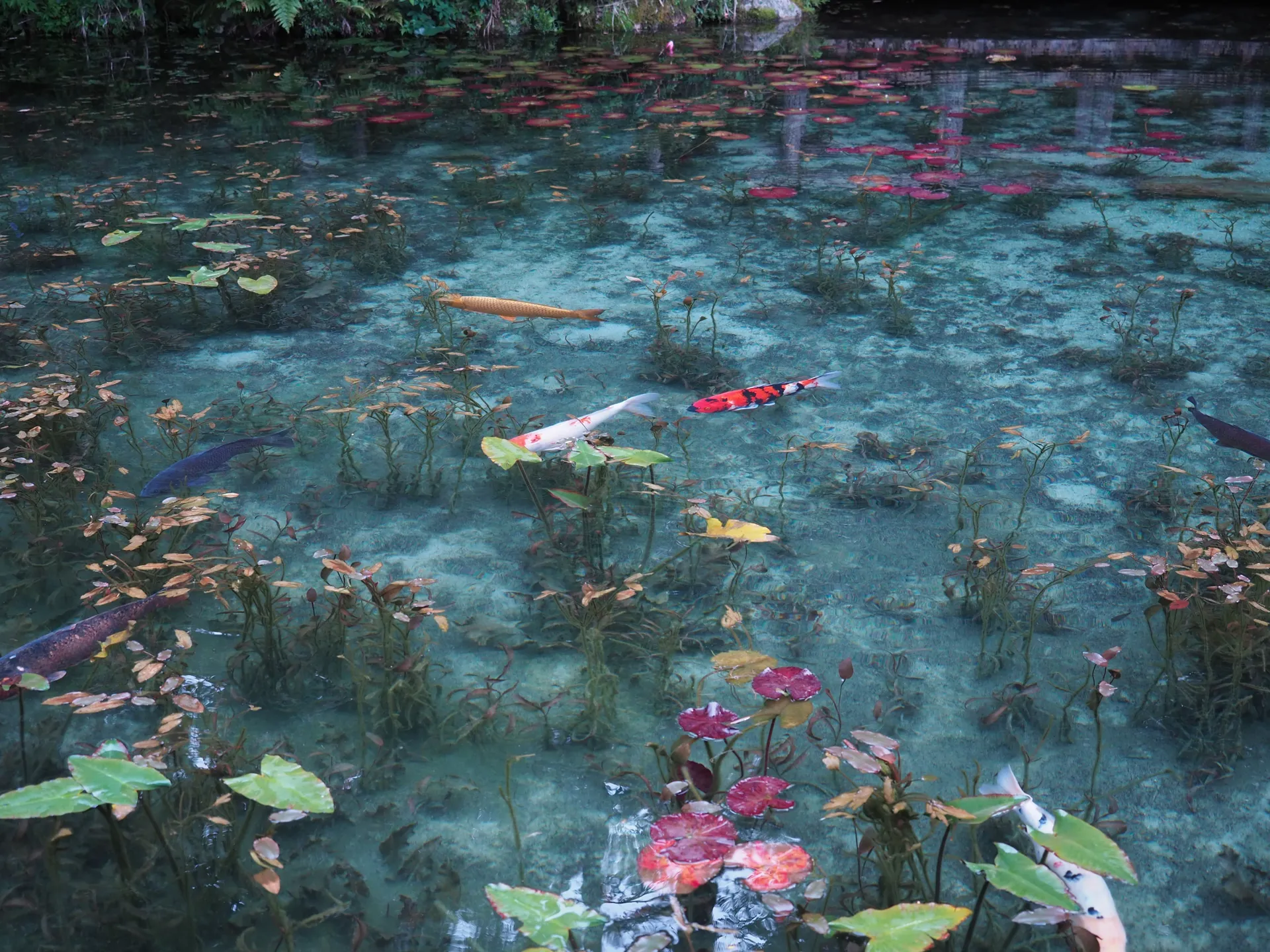 莫內之池,根道神社之池,岐阜景點