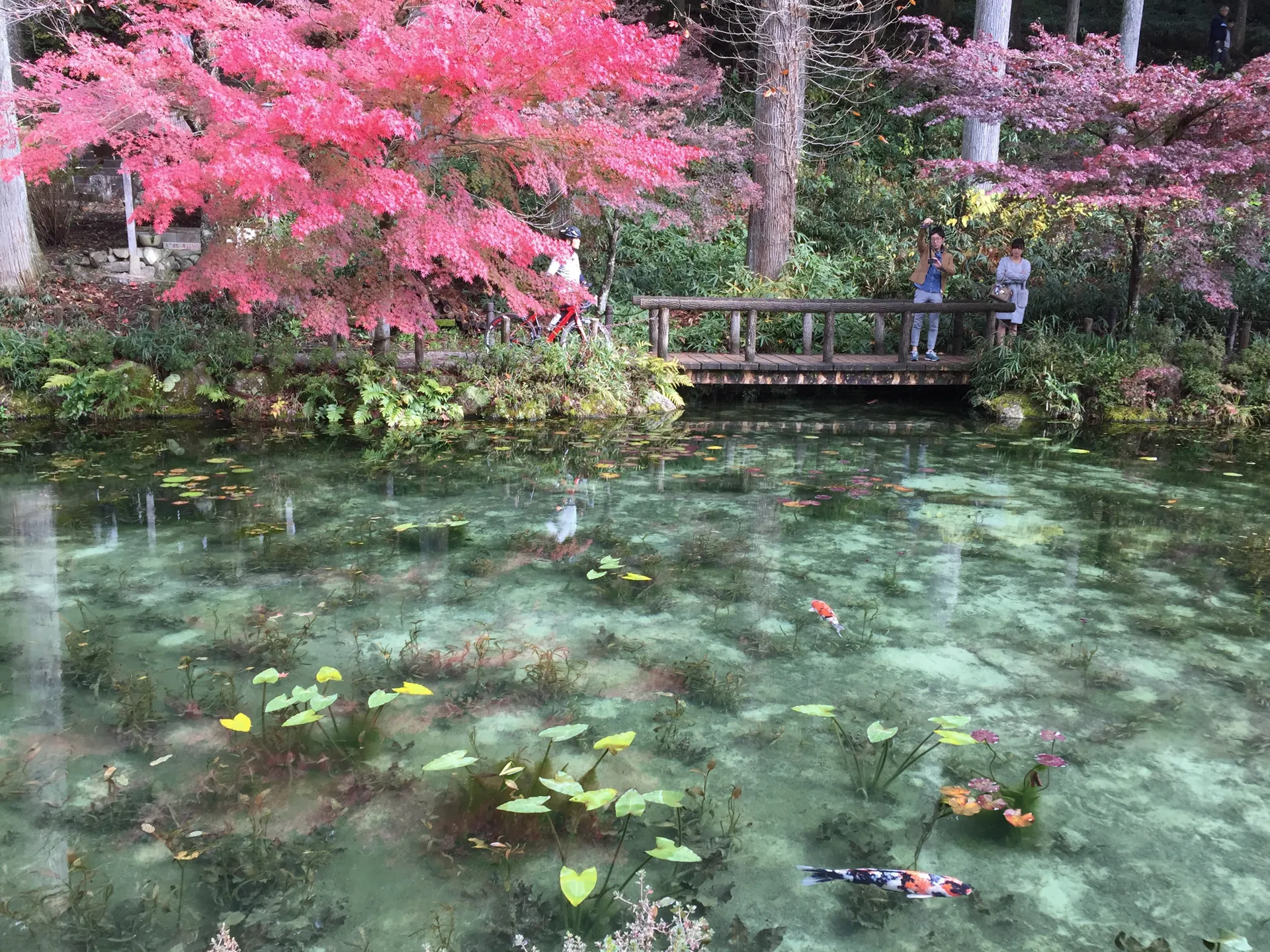 莫內之池,根道神社之池,岐阜景點