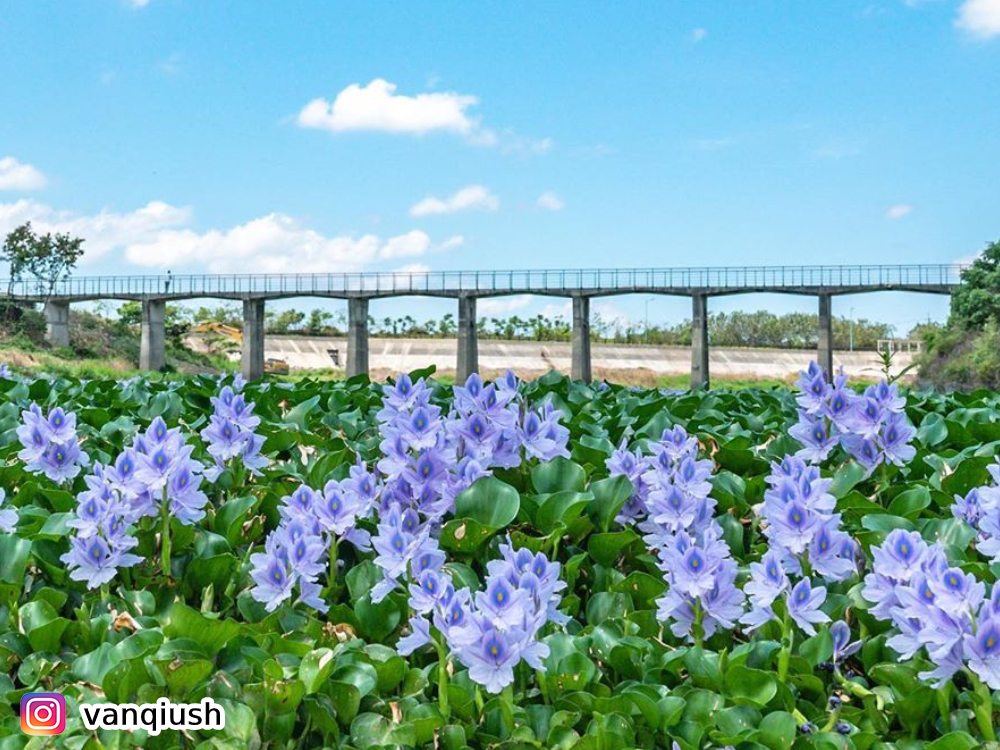 雲林大埤鄉北鎮村,賞布袋蓮,賞花,花季