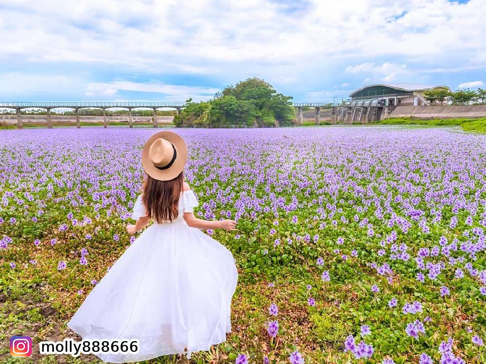 雲林大埤鄉北鎮村,賞布袋蓮,賞花,花季