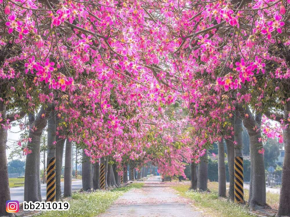 虎尾農博公園,美人樹,賞花