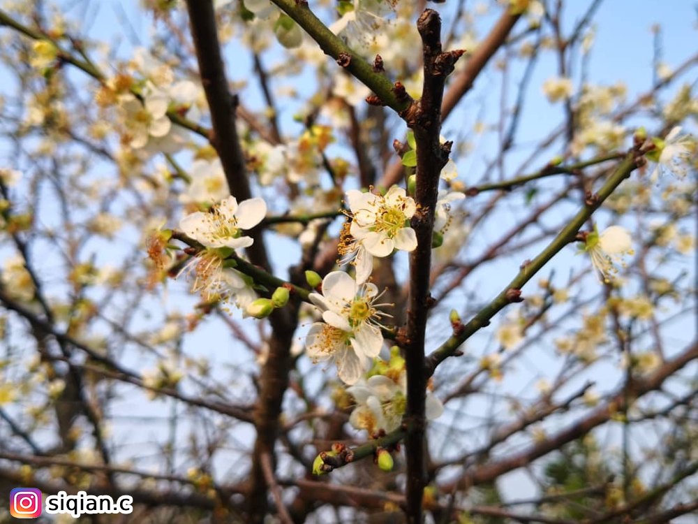 雲林梅林公園,賞梅花,花季,賞花