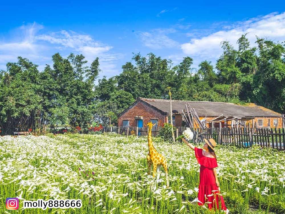 雲林四湖百合花田,賞百合花,花季