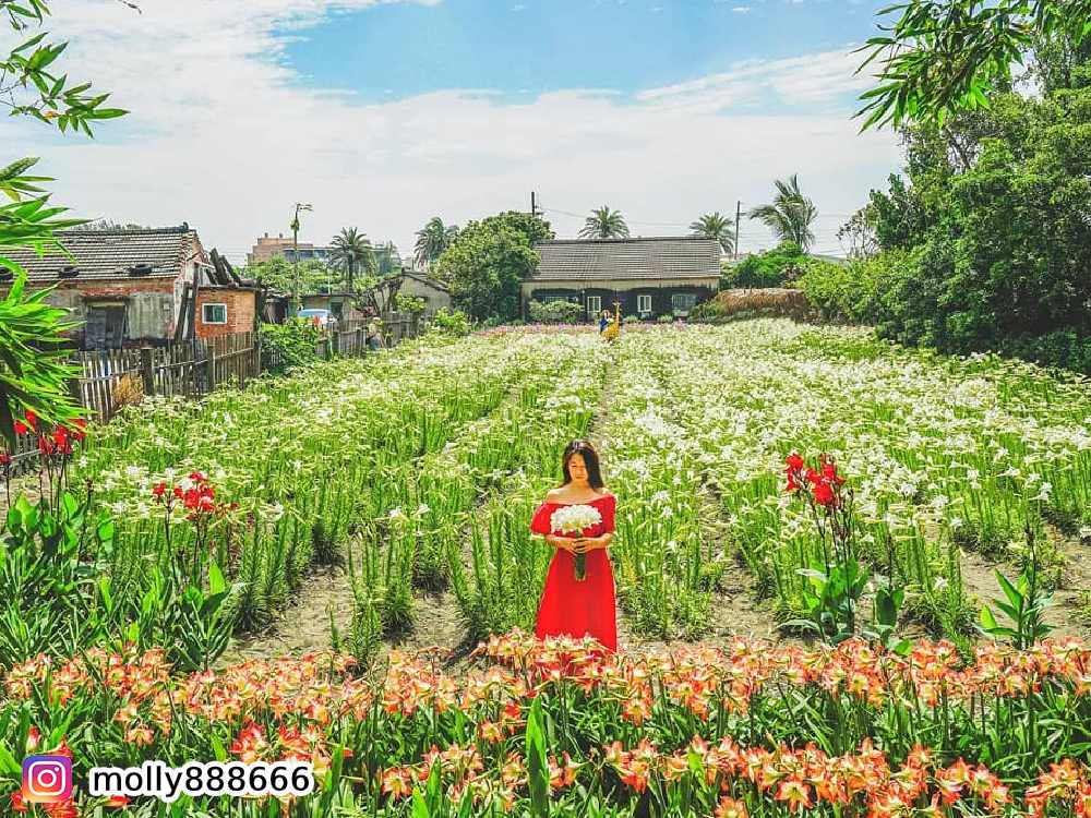 百合花,雲林四湖百合花田,花季