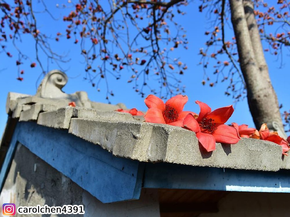 虎尾145縣道,賞木棉花,賞花,花季