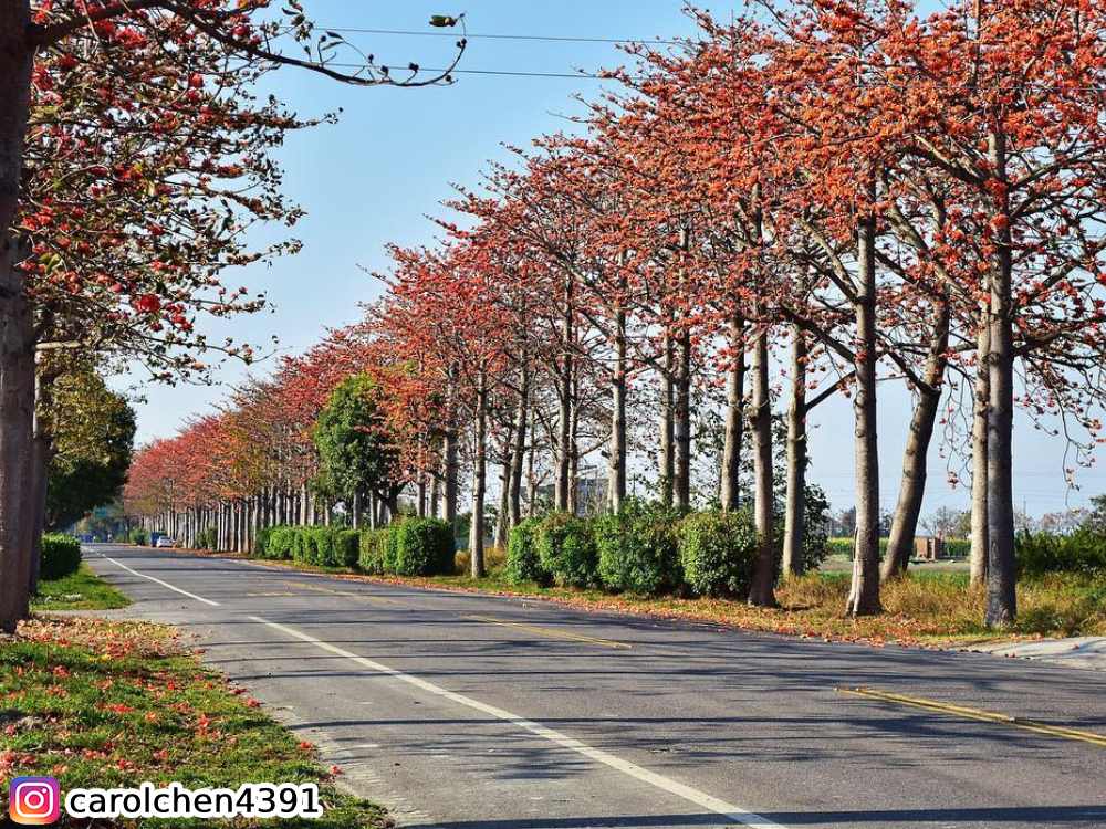 虎尾145縣道,賞木棉花,賞花,花季