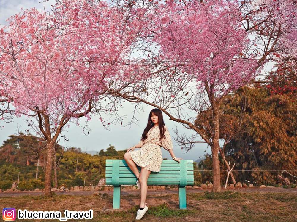 雲林湖光山舍,櫻花,賞花,花季