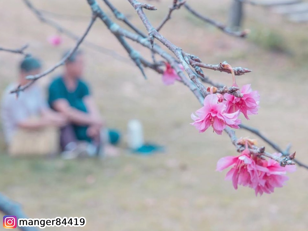 雲林湖光山舍,櫻花,賞花,花季