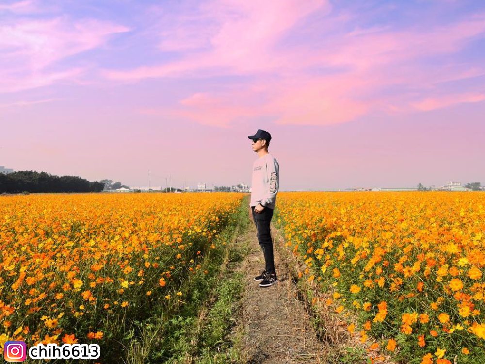莿桐鄉孩沙里,波斯菊,賞花,花季