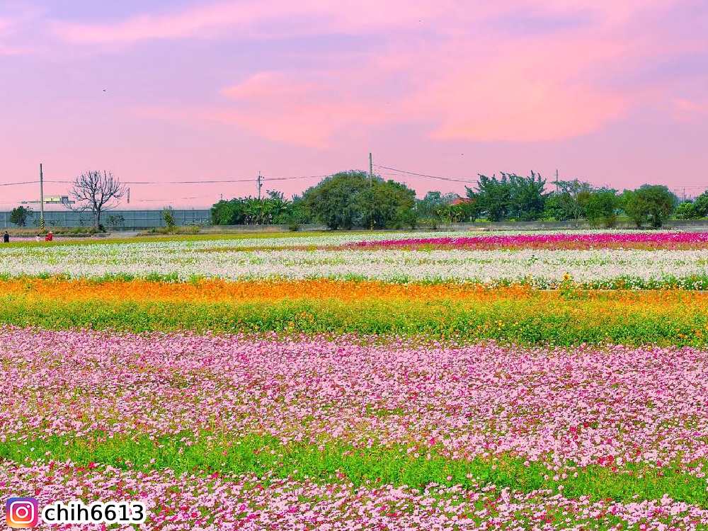 莿桐鄉孩沙里,波斯菊,賞花,花季