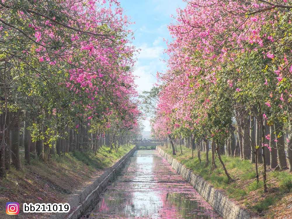 虎尾農博公園,美人樹,賞花,花季