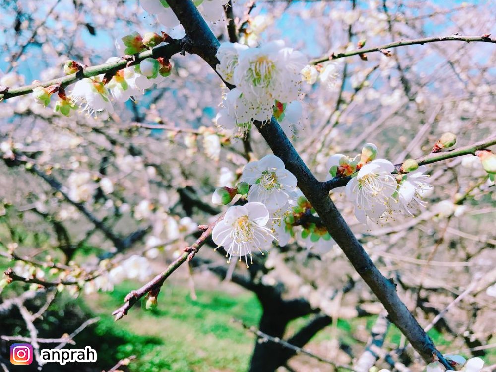 高雄六龜梅花,高雄六龜泡湯,賞梅,賞花