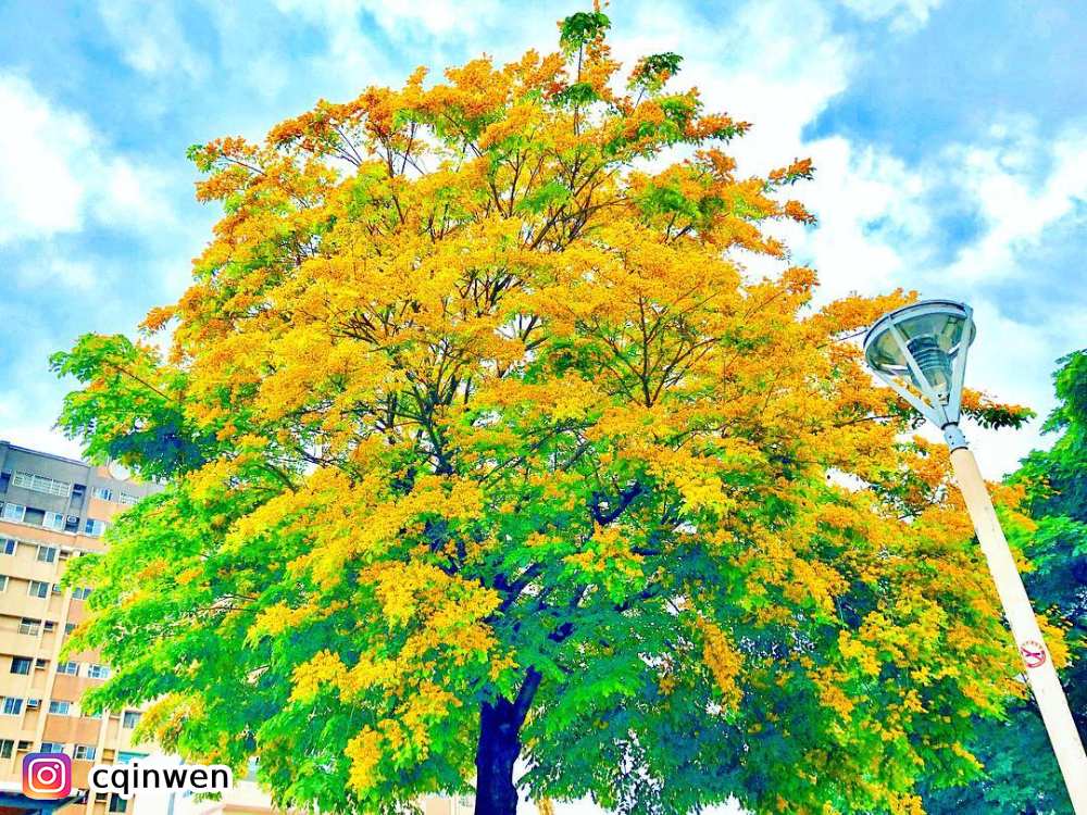 高雄紫檀花,高雄衛武營都會公園,紫檀花文藝季,賞花