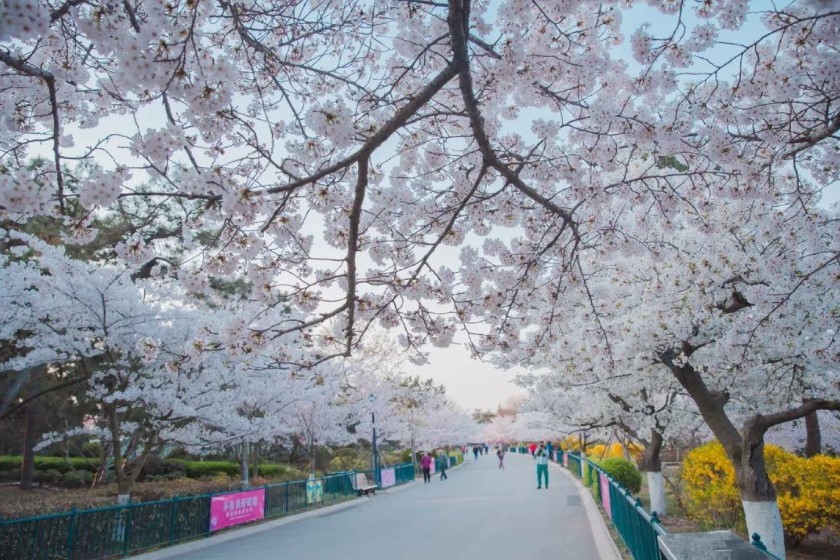 中山公園櫻花