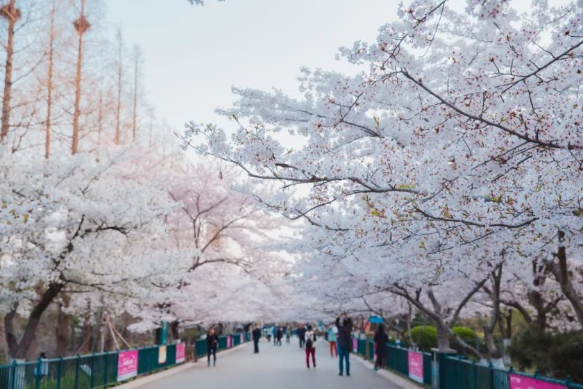 中山公園櫻花