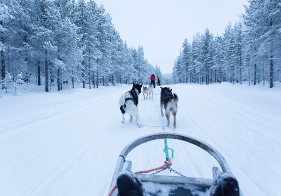 雄獅旅遊,北歐旅遊,芬蘭旅遊,哈士奇雪橇,拉普蘭,雪地活動