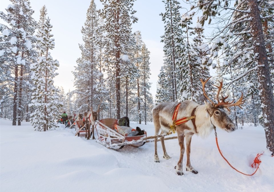 雄獅旅遊,北歐旅遊,芬蘭旅遊,馴鹿雪橇,狗拉雪橇,拉普蘭,雪地活動