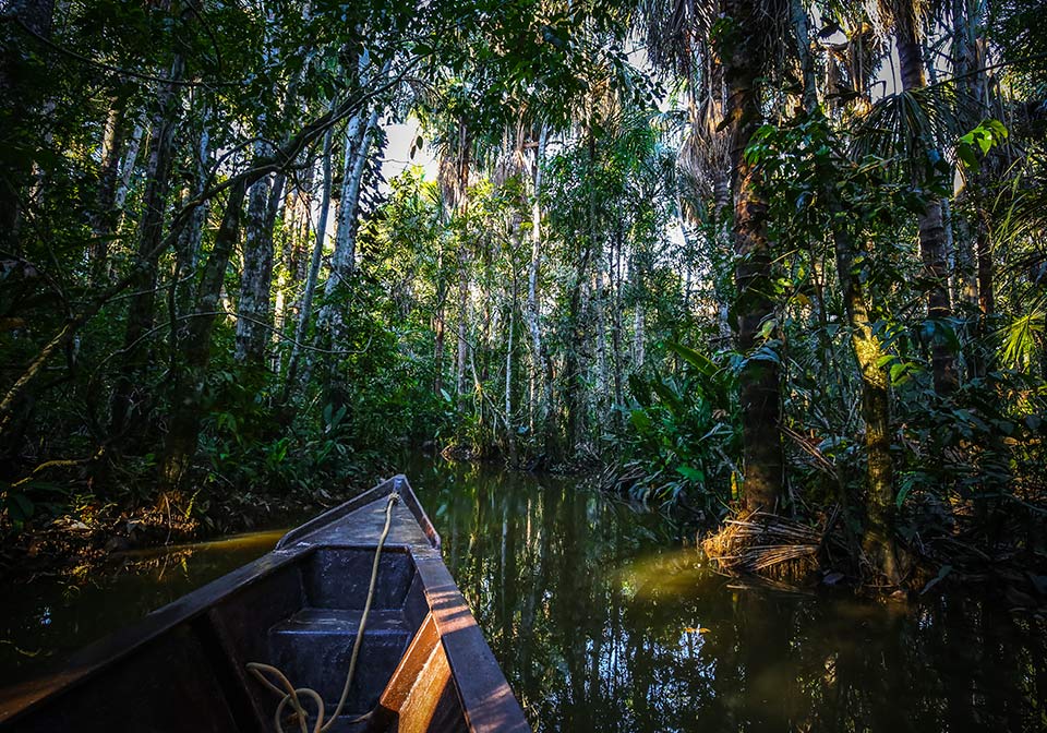 亞馬遜雨林