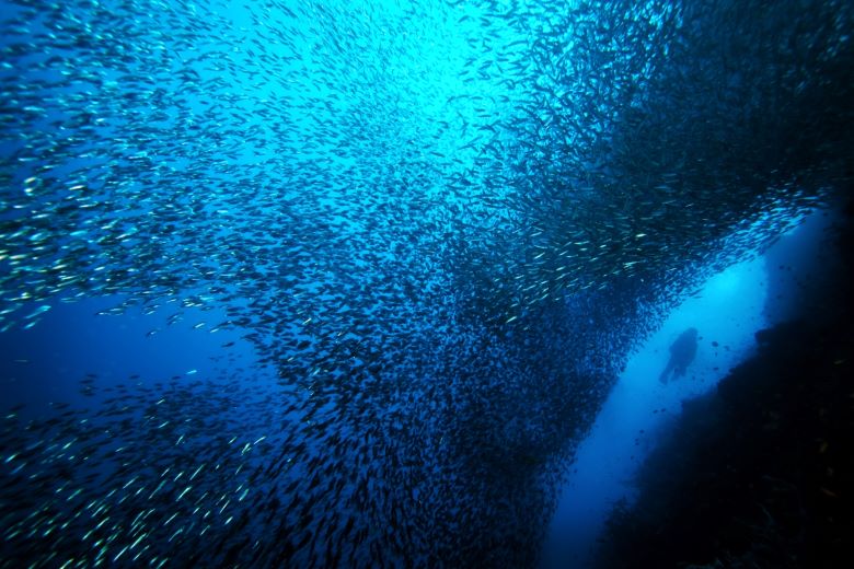 沙丁魚風暴