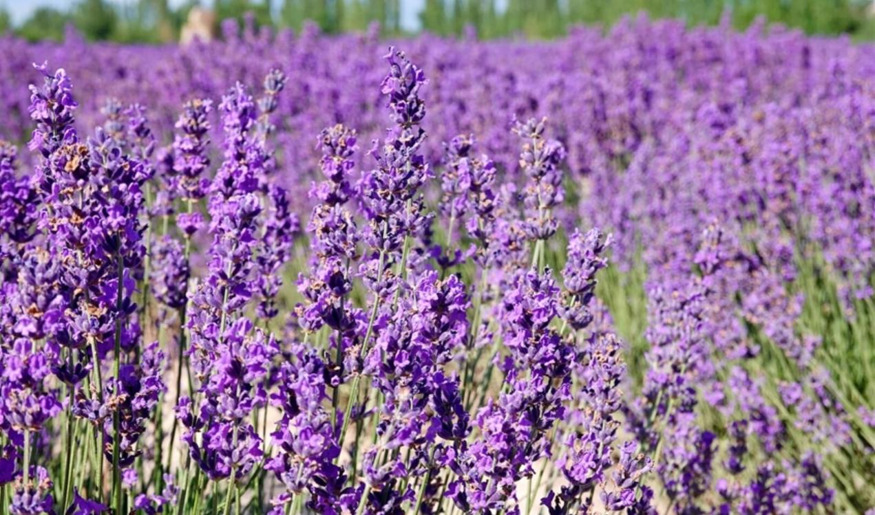 天山花海—薰衣草