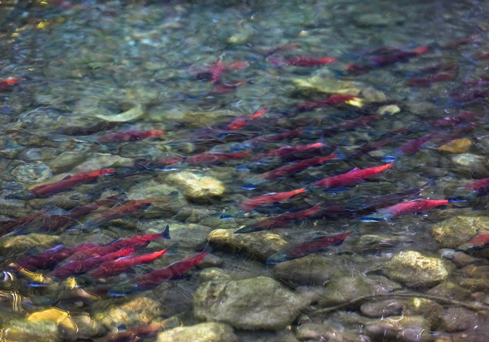 鮭魚洄游