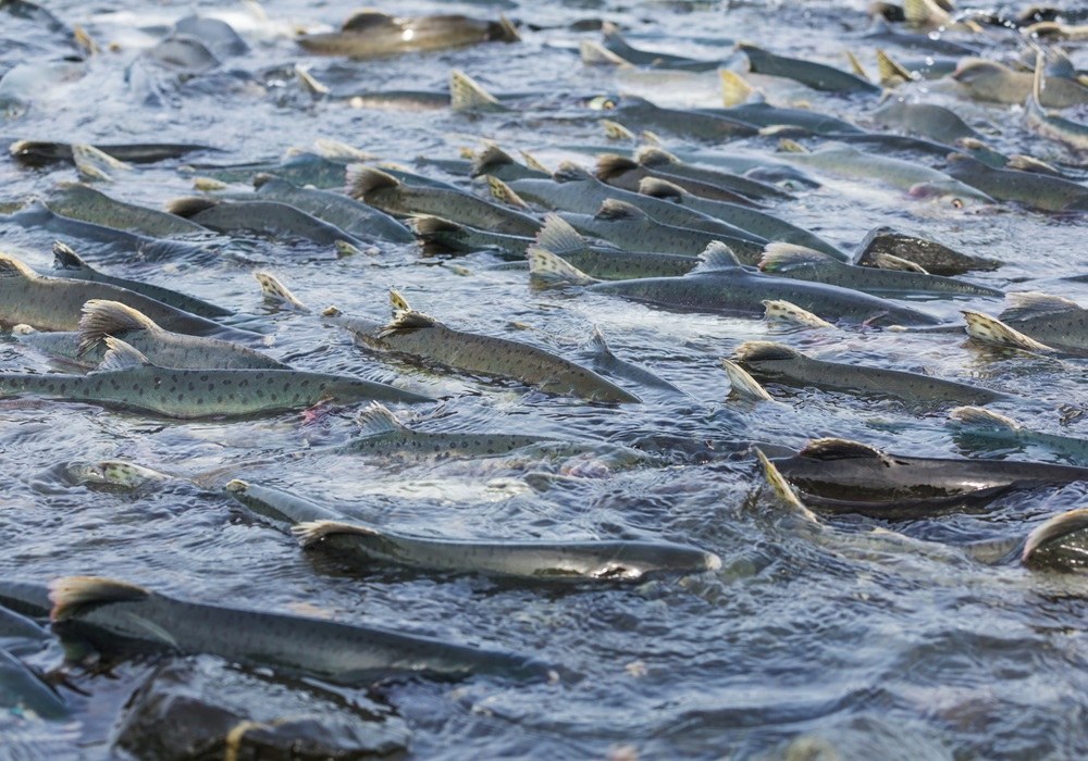 鮭魚洄游