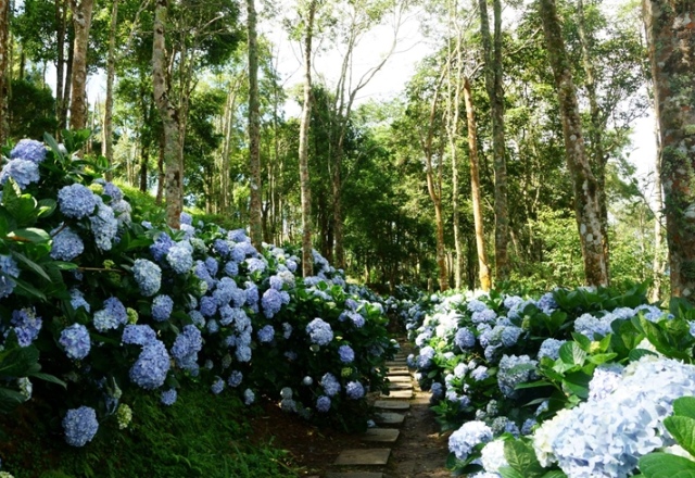 星源茶園~斗笠採茶樂&品茶
