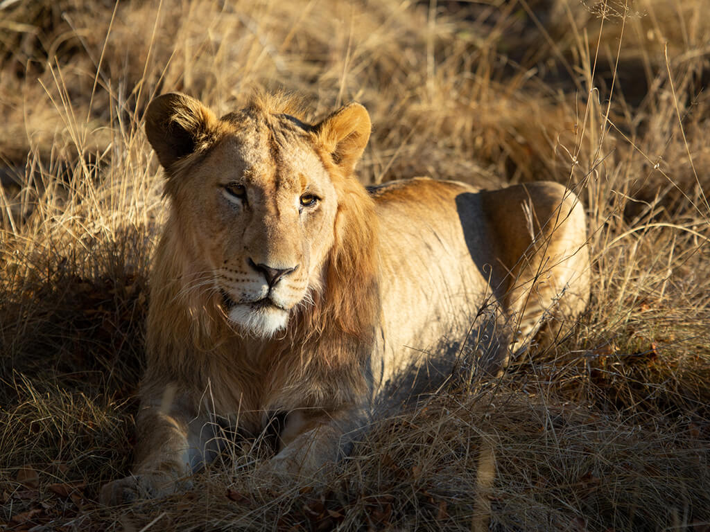 馬布拉野生動物保護區