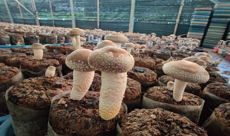 霧峰林家花園區林獻堂博物館園區