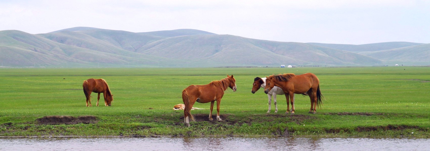 呼倫貝爾大草原